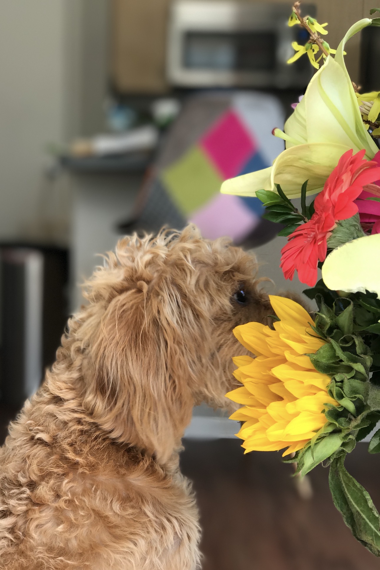 Leo, a curly apricot doodle, sniffing a bouquet of sunflowers and lilies